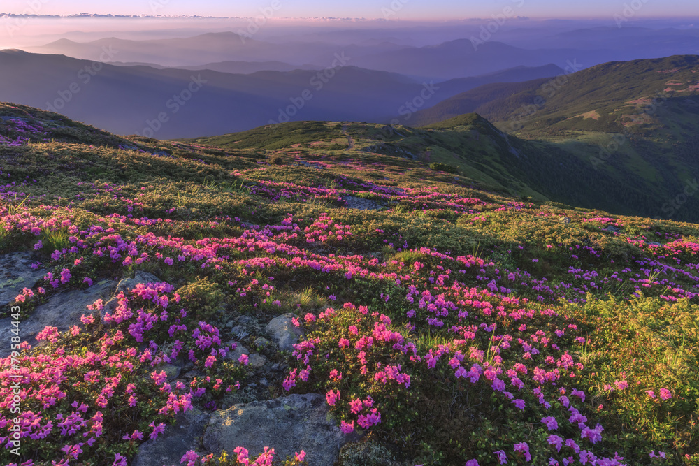 杜鹃花