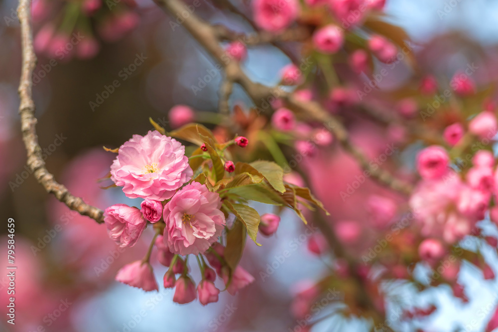 樱花