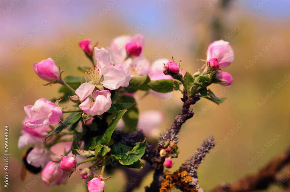 美丽的乌克兰樱花。背景是花朵