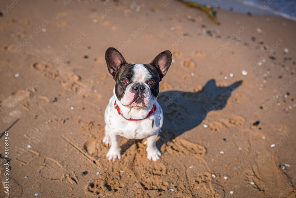 海滩上的法国斗牛犬肖像