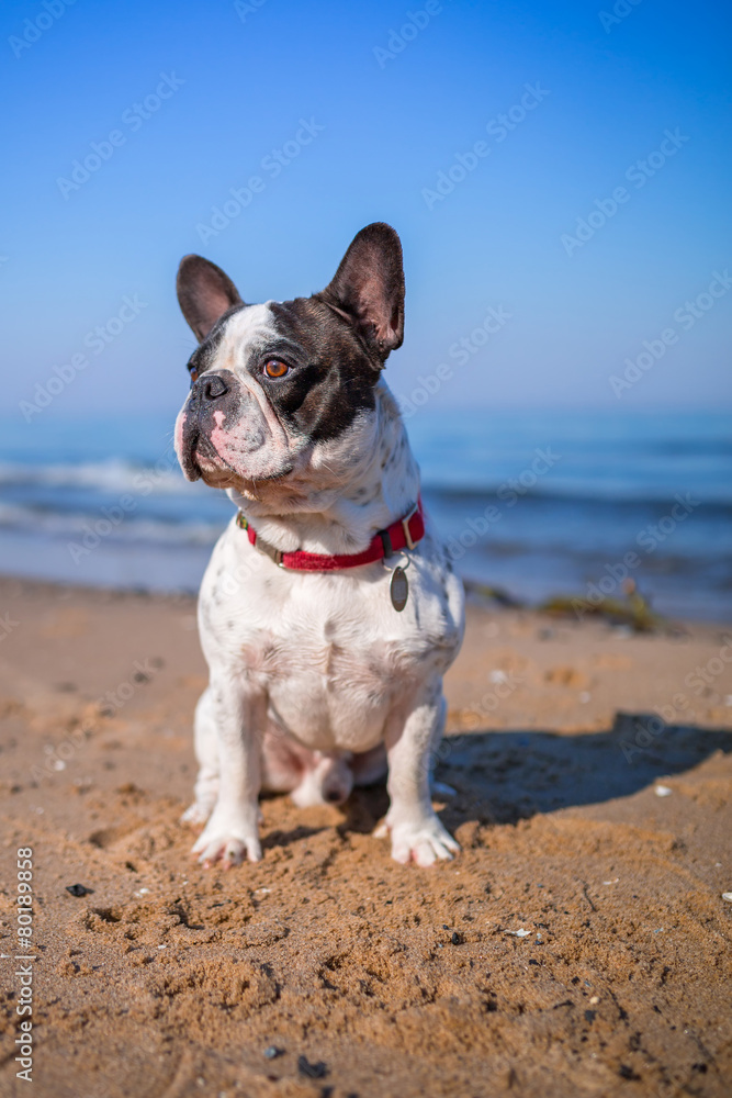 Portrait of french bulldog on the beach