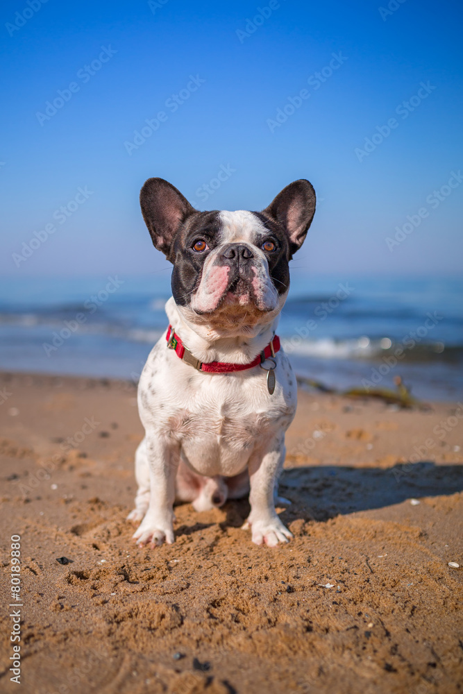 Portrait of french bulldog on the beach