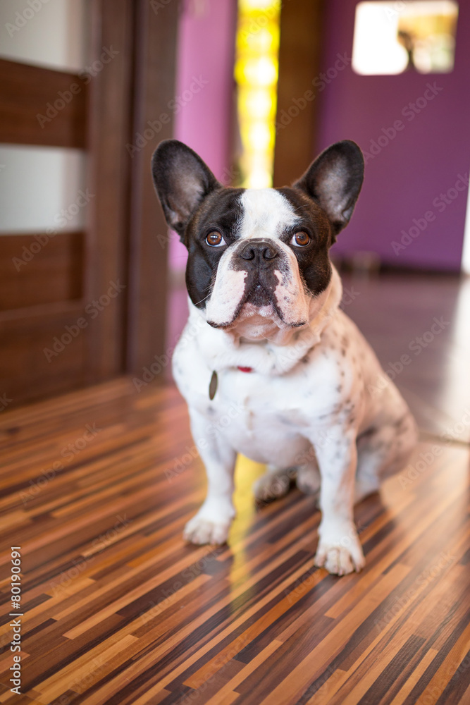 French bulldog sitting on the floor