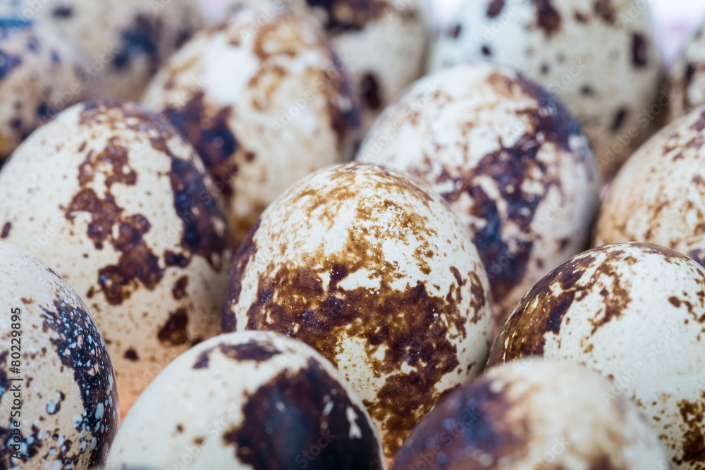 quail eggs closeup