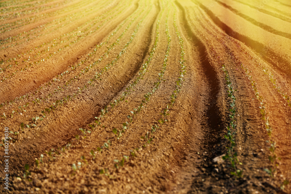 Cultivated vegetable field