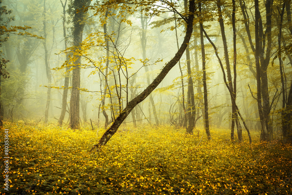 Mysterious forest in fog with orange leaves and yellow flowers