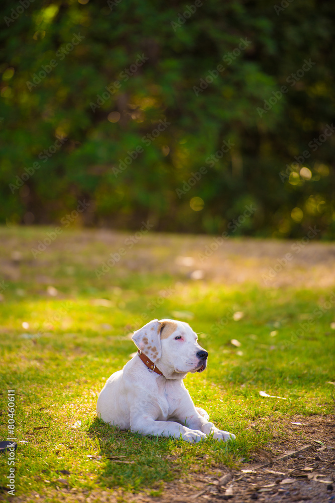 Happy Golden Retriever stay on the grass