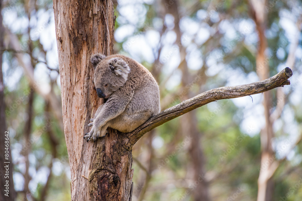 Close up of koala at sanctuary in Australia