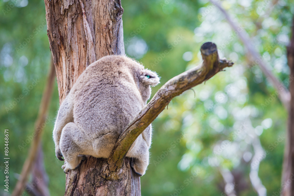 Close up of koala at sanctuary in Australia