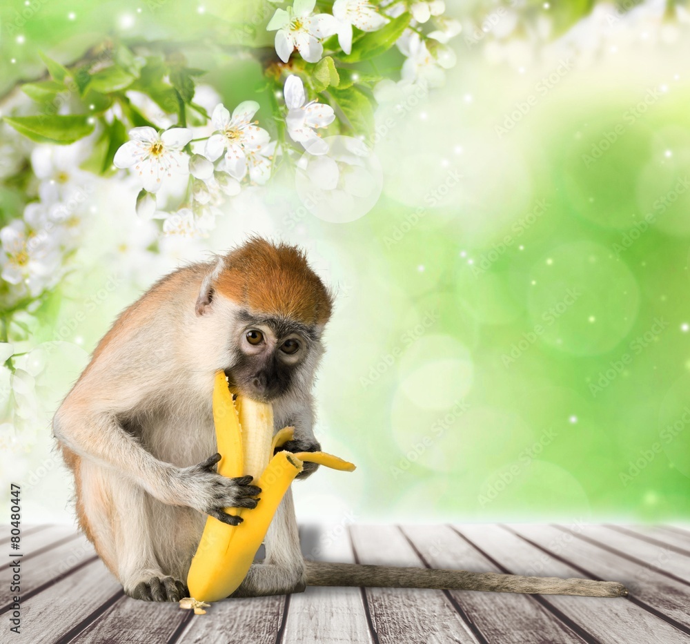 Monkey. The monkey sits and eats banana. isolated on white