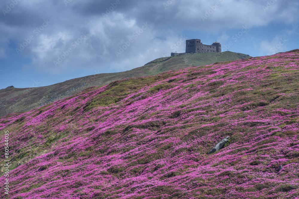 杜鹃花