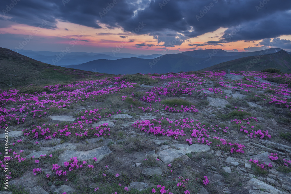 杜鹃花