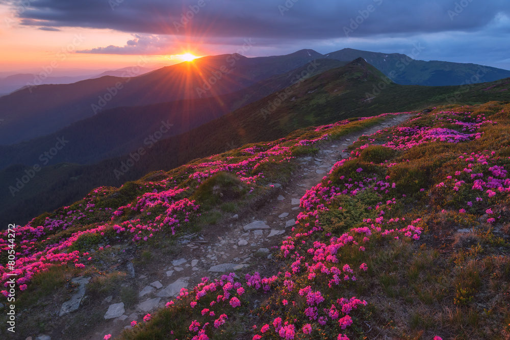 杜鹃花