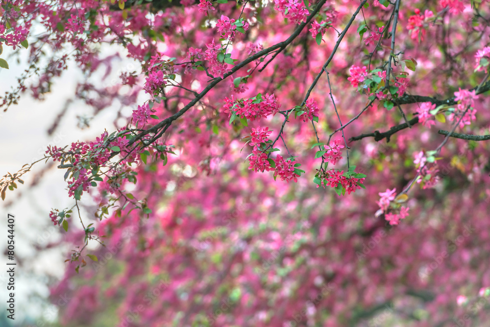 樱花