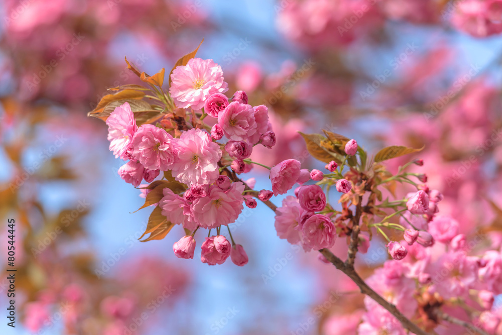 樱花