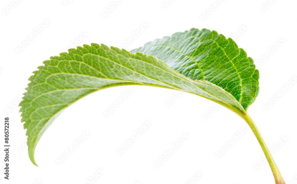 leaf