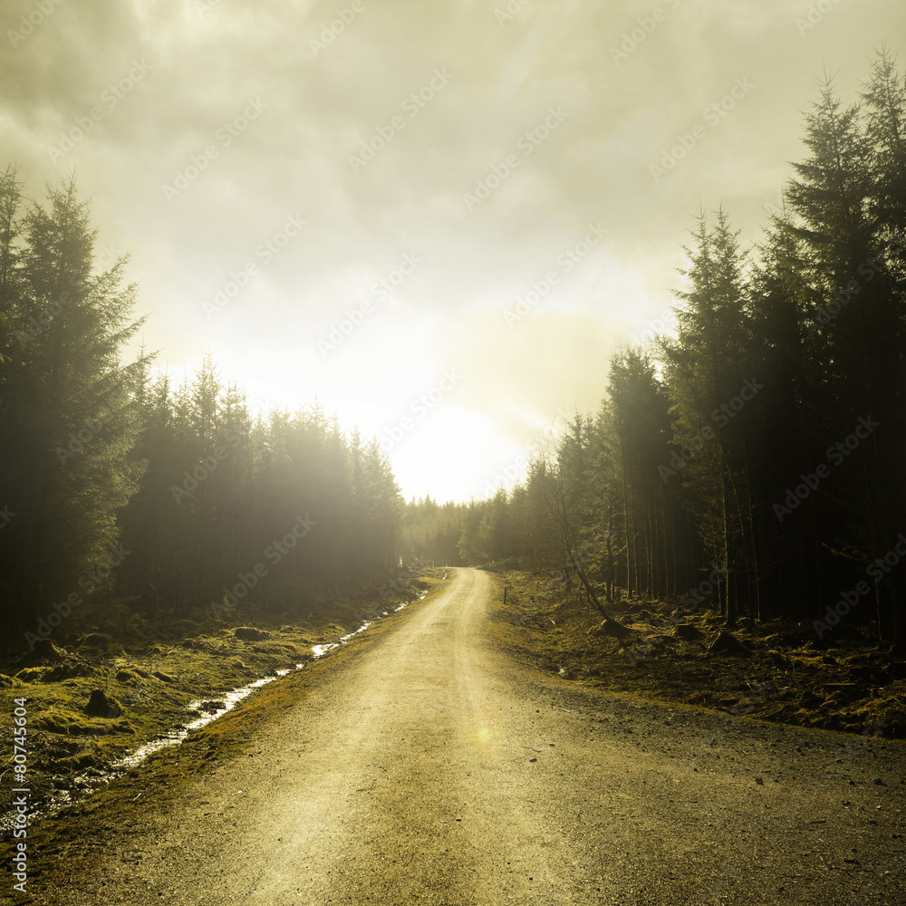 Pathway Through A Forest