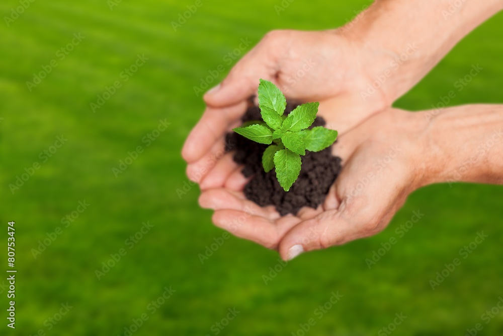 Development. Macro close up of baby hands holding small green