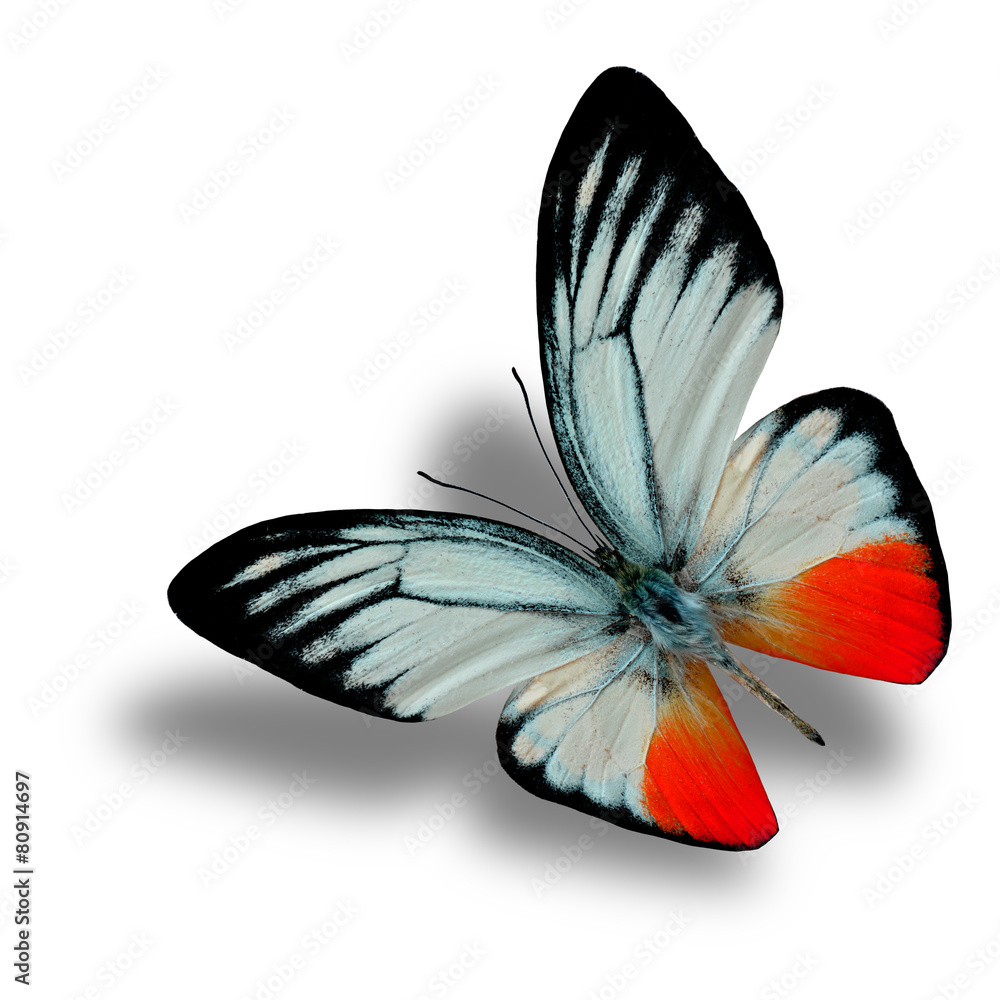 Beautiful Flying Red Butterfly (Orange Gull in fancy color) with