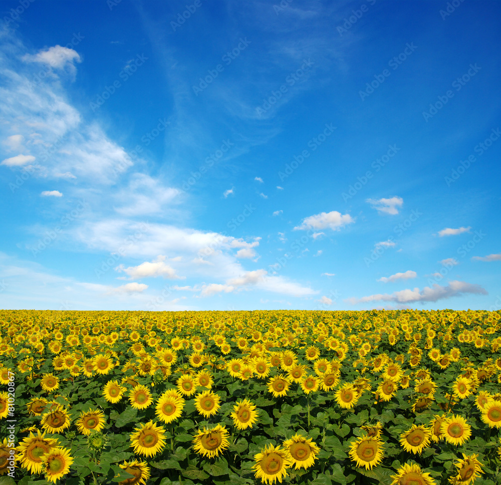 sunflowers field