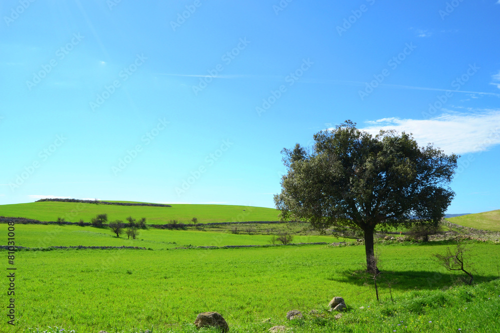 Prato verde - albero