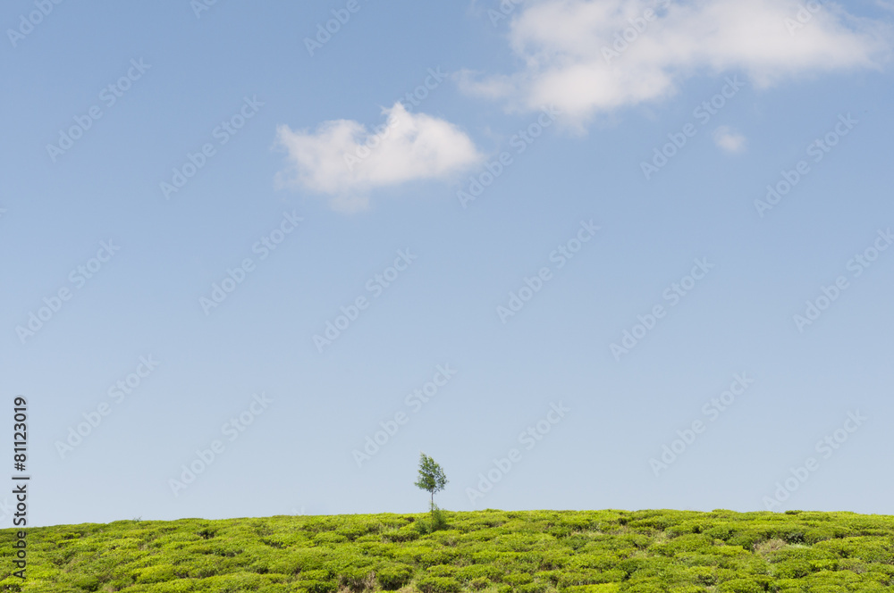 Teeplantage und ein Baum