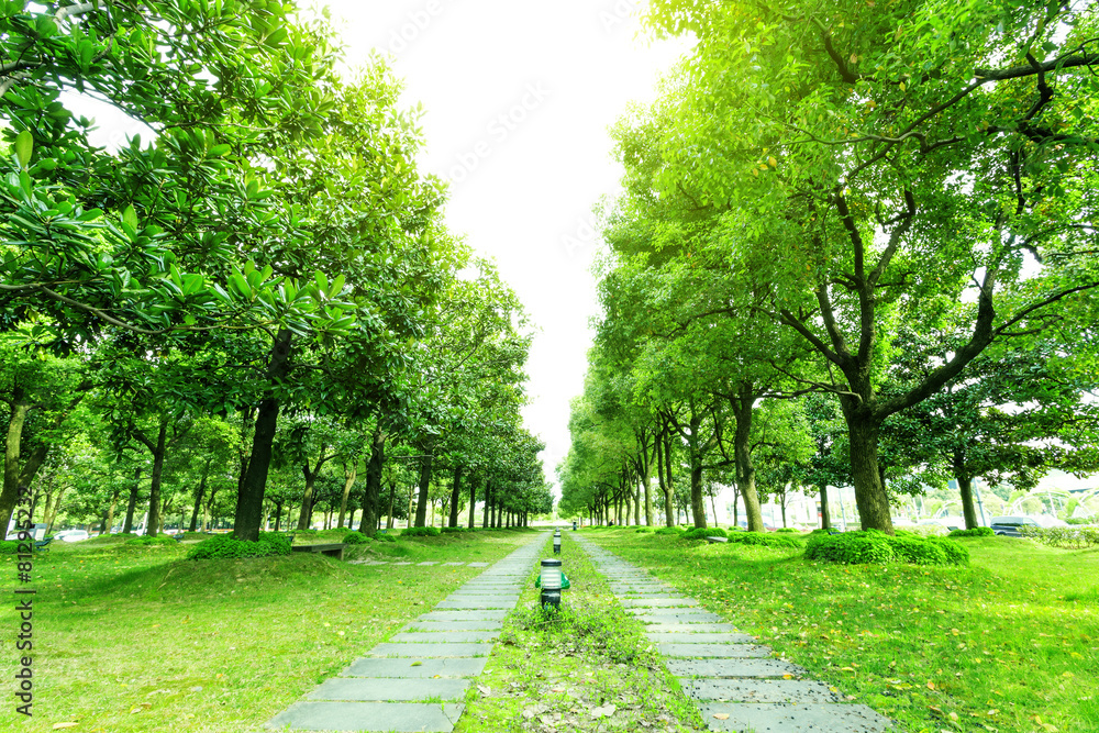 footpath and trees in park