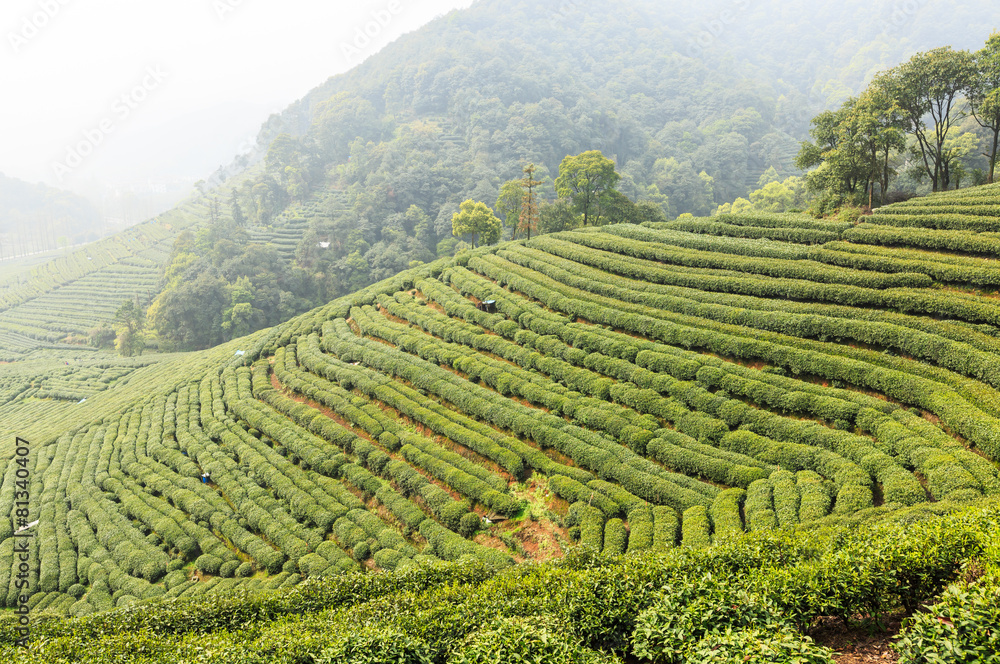 雾蒙蒙的早晨的茶园