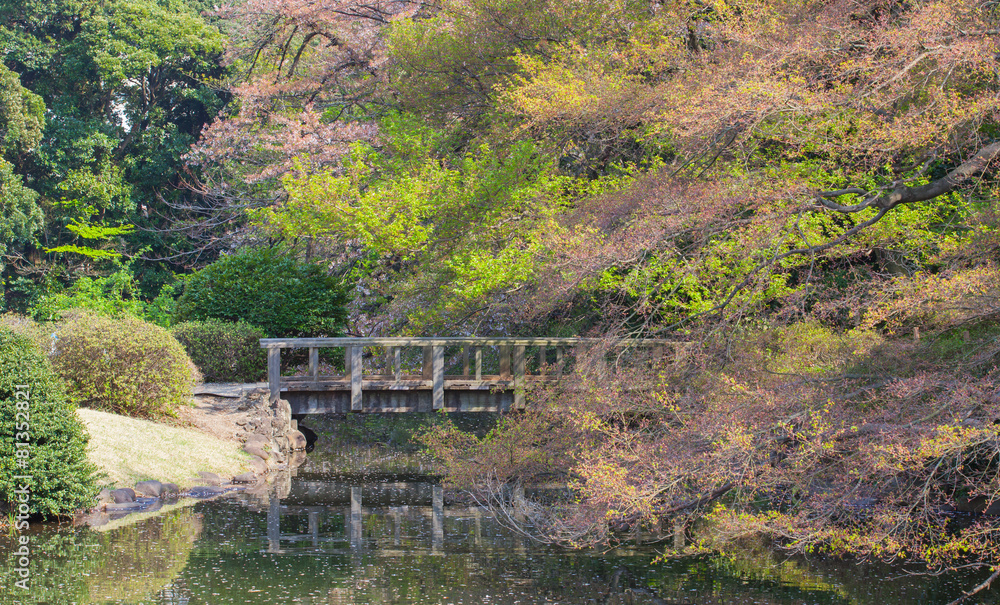 夏季天然日本绿色花园