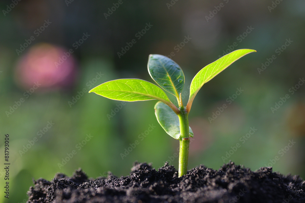 生长中的植物