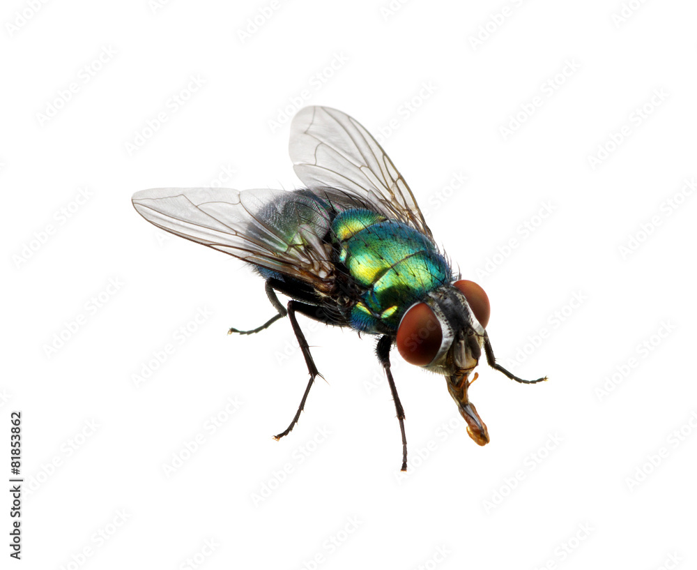 green fly