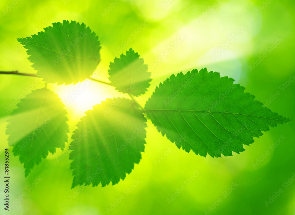 beams and leaves