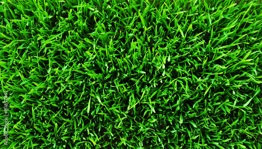 grass