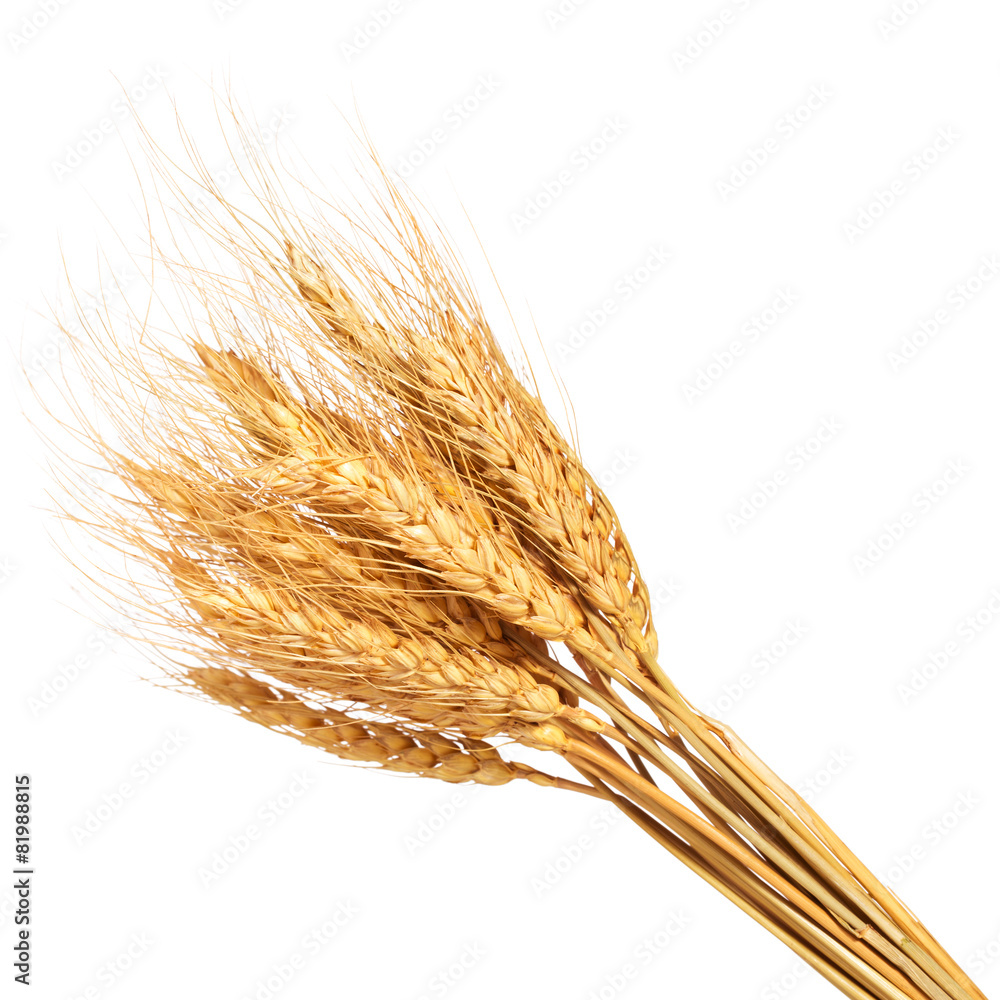 Ears of wheat on isolated white background