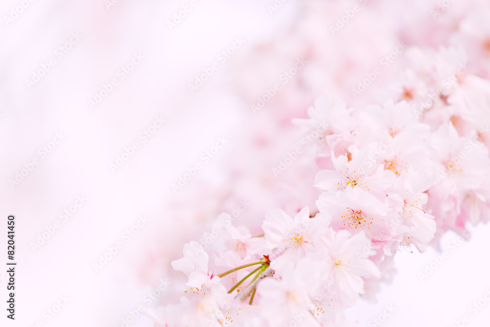 ソメイヨシノ桜