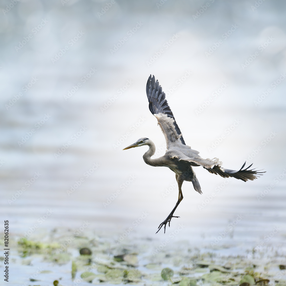 Great Blue Heron