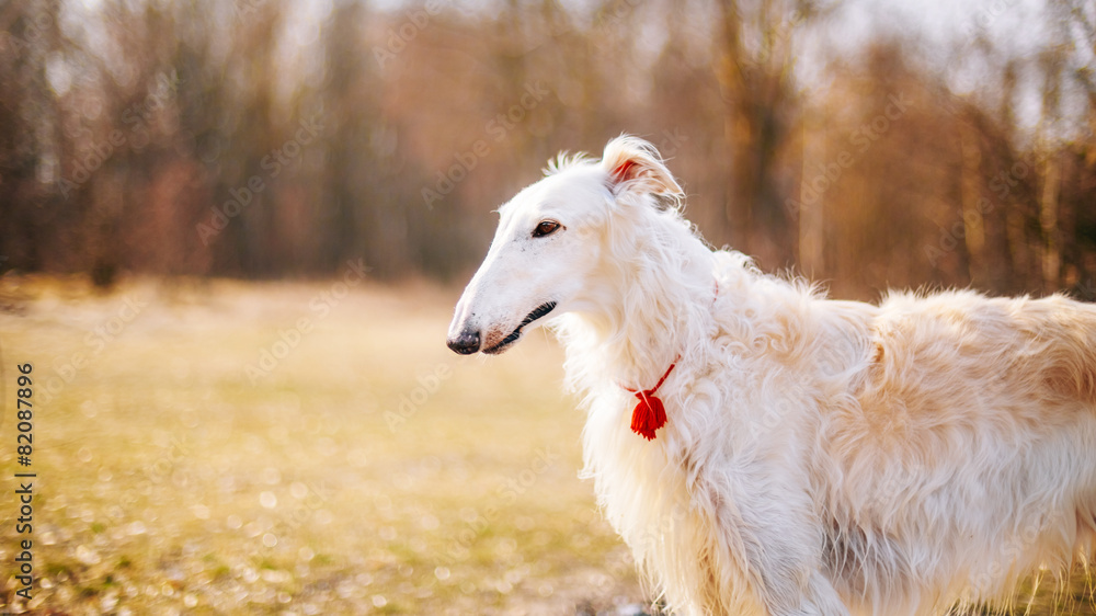 俄罗斯猎狼犬头，户外春秋时间