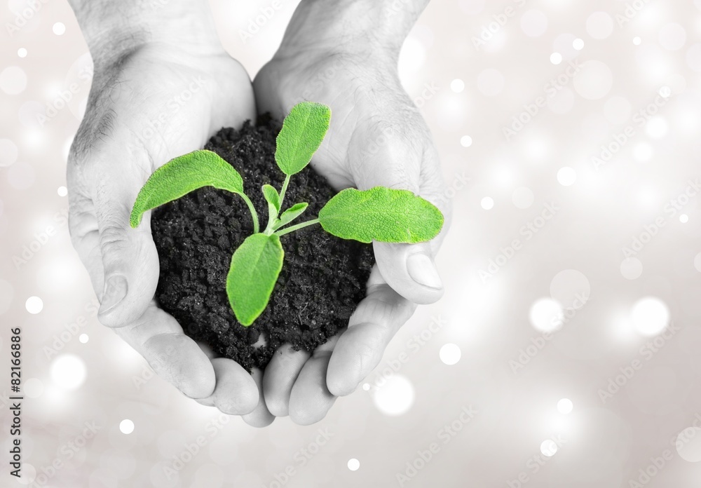 Hand. Hand holding green seedling with soil