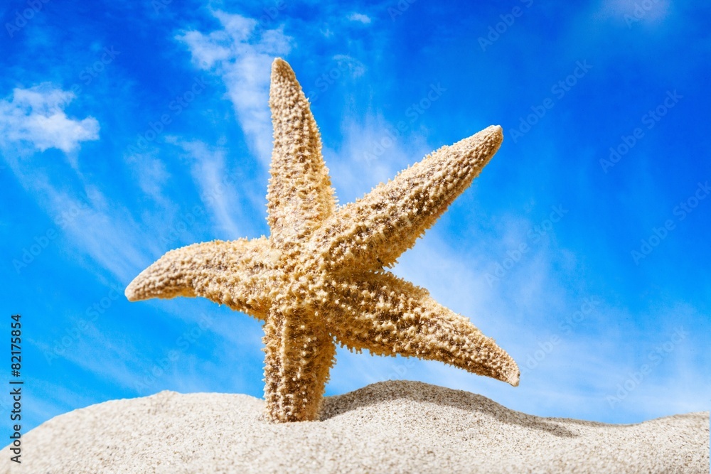 Florida. Starfish on a Beach