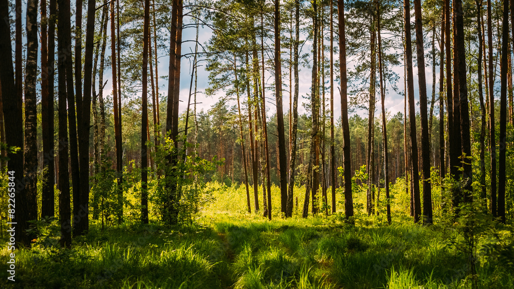 Sunlight In Green Coniferous Forest, Summer