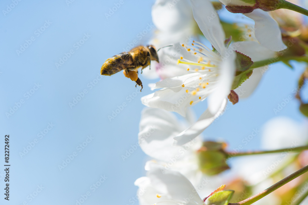 蜜蜂绽放