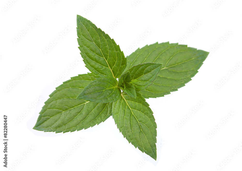 Peppermint leaf colseup on white