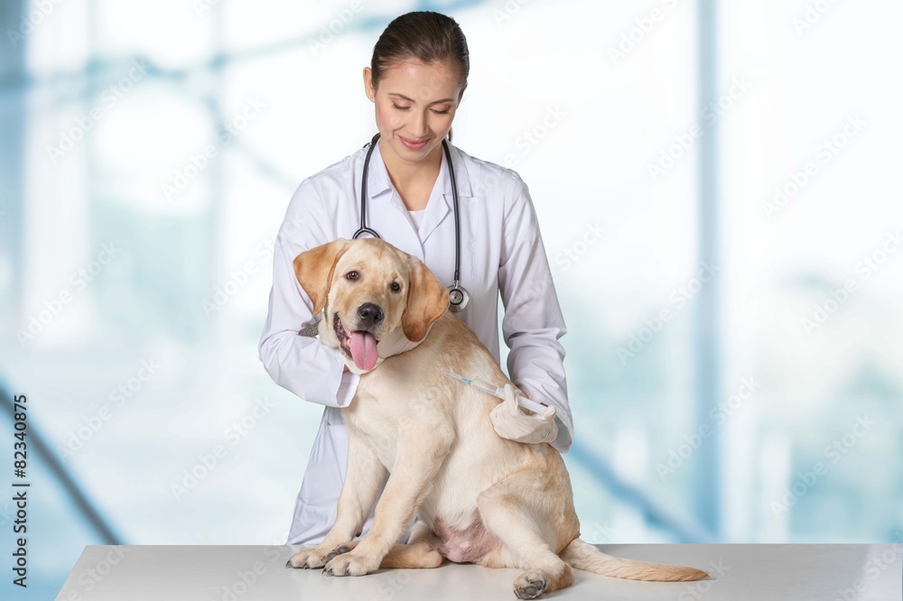 Clinic. Cute white small dog gets a special syringe vet