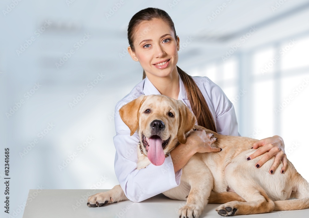 Adult. Portrait of confident female veterinarian examining dog