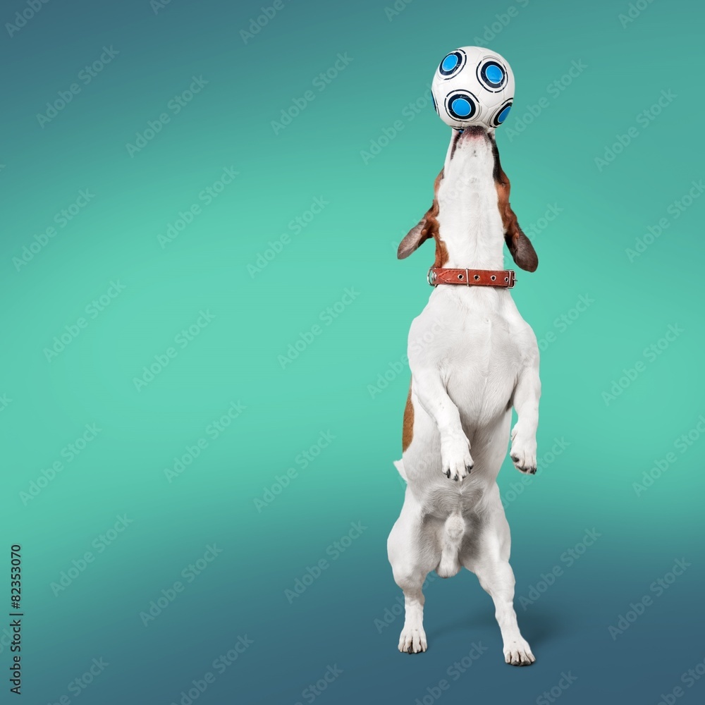 Animals. Jack russel terrier studio shot, white background