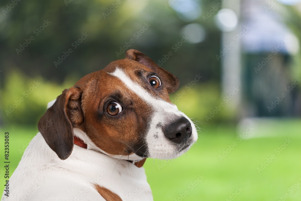 Animals. Jack russel terrier studio shot, white background