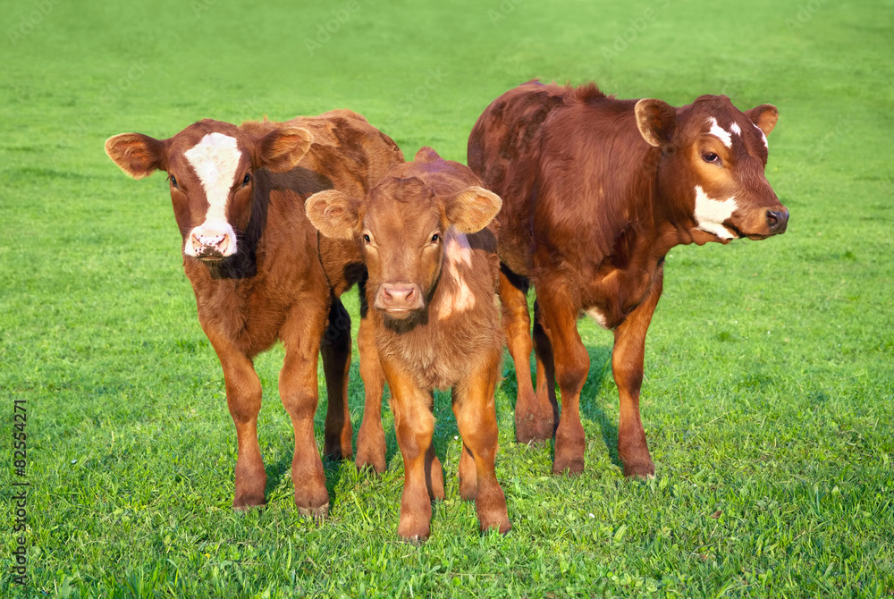 Porträt von 3 jungen Rindern