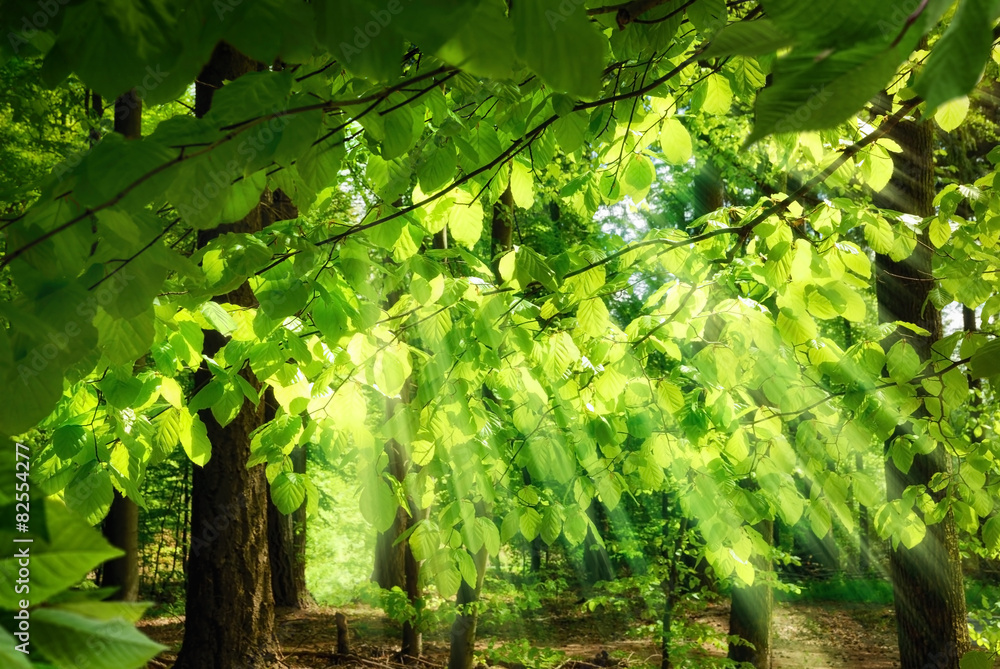 Lichtstrahlen durch frische Buchenblätter