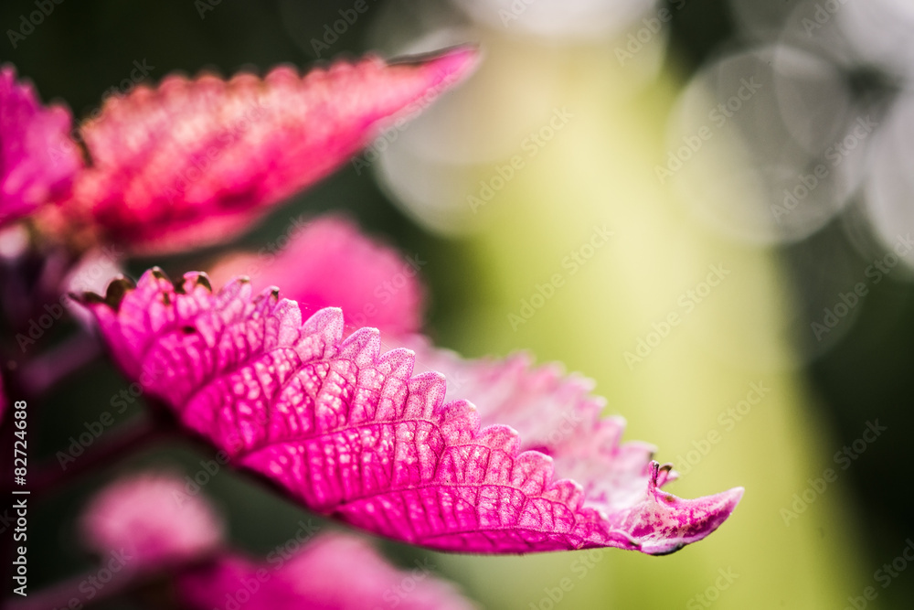 Coleus叶子（彩绘荨麻、火焰荨麻）的特写，带sh