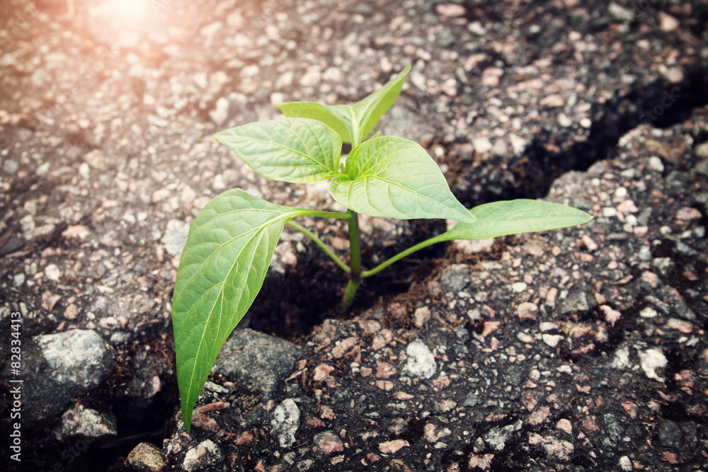 Plant growing from crack in asphalt